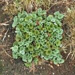 Primula auricula Fuelha