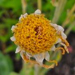 Arnica montana Цветок