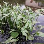 Sagittaria sagittifolia Folla