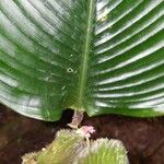 Calathea lasiostachya Hoja