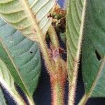 Psychotria pilosa Fruto