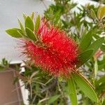 Callistemon citrinusফুল