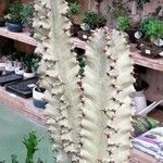 Euphorbia ammak Folla