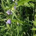 Campanula rhomboidalisFlower