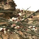 Prunus scoparia Flor