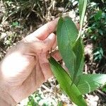 Passiflora multiflora Habitus