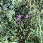 Anacamptis pyramidalis Alkat (teljes növény)