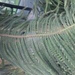 Araucaria biramulata Blatt