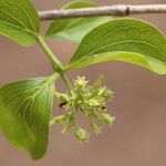 Strychnos spinosa Blüte