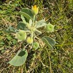 Abutilon pannosum Plod