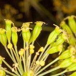 Thapsia garganica ഫലം