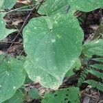 Dioscorea villosa Leaf