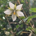 Hibiscus fuscus Bloem