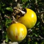 Solanum anguivi Muu