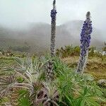 Lupinus alopecuroides Habitat