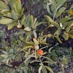 Osyris lanceolata Φρούτο