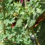 Fumaria muralis Yaprak