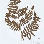 Cyathea surinamensis Лист