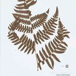 Cyathea surinamensis 叶