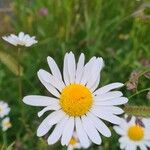 Leucanthemum ircutianum Квітка