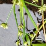 Juncus articulatusফুল