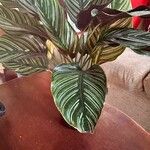 Calathea sanderiana Hoja