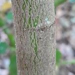 Garrya elliptica Bark