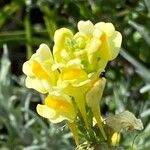 Linaria vulgaris 花