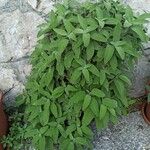 Salvia officinalisLeaf