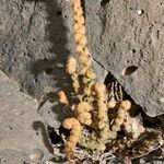 Cosentinia vellea Mosusu