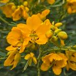 Senna multiglandulosa 花