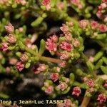 Crassula vaillantii Máis