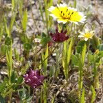 Trifolium depauperatum Hábitos