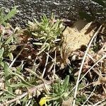 Ajuga chamaepitys Blad