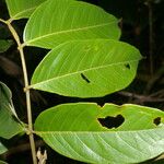 Inga thibaudiana Leaf