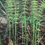 Equisetum pratense