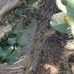 Consolea rubescens Corteza