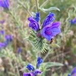 Echium vulgareFlower