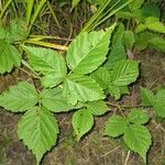 Rubus flagellaris Leaf