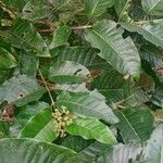 Harungana madagascariensis Hoja