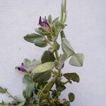 Vicia narbonensis Blüte