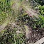 Hordeum jubatum Flower