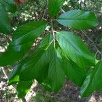 Frangula caroliniana Leaf