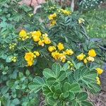 Senna bicapsularis Kvet