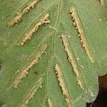 Asplenium macrophlebium ഇല