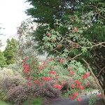 Rhododendron neriiflorum Hábito