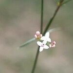 Asperula cynanchica Flor