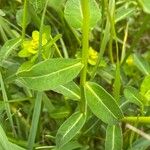 Euphorbia flavicoma Φύλλο