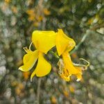 Genista aetnensis Flower