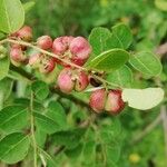 Phyllanthus reticulatus Frucht